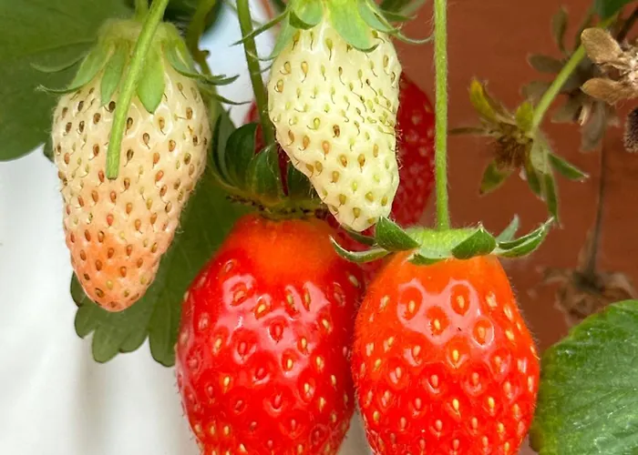 Dom wakacyjny Maria By Host-point *